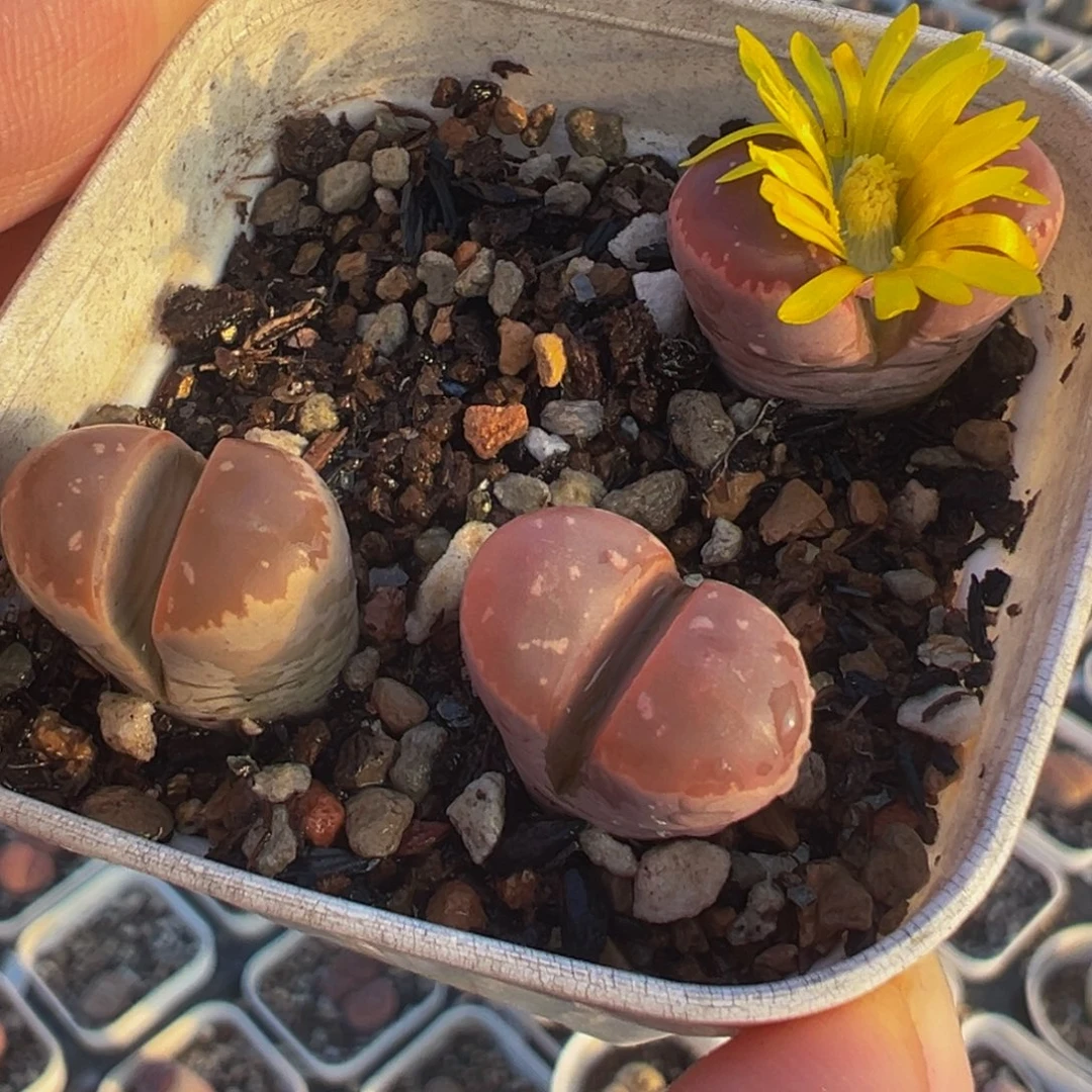 红橄榄多肉植物一组