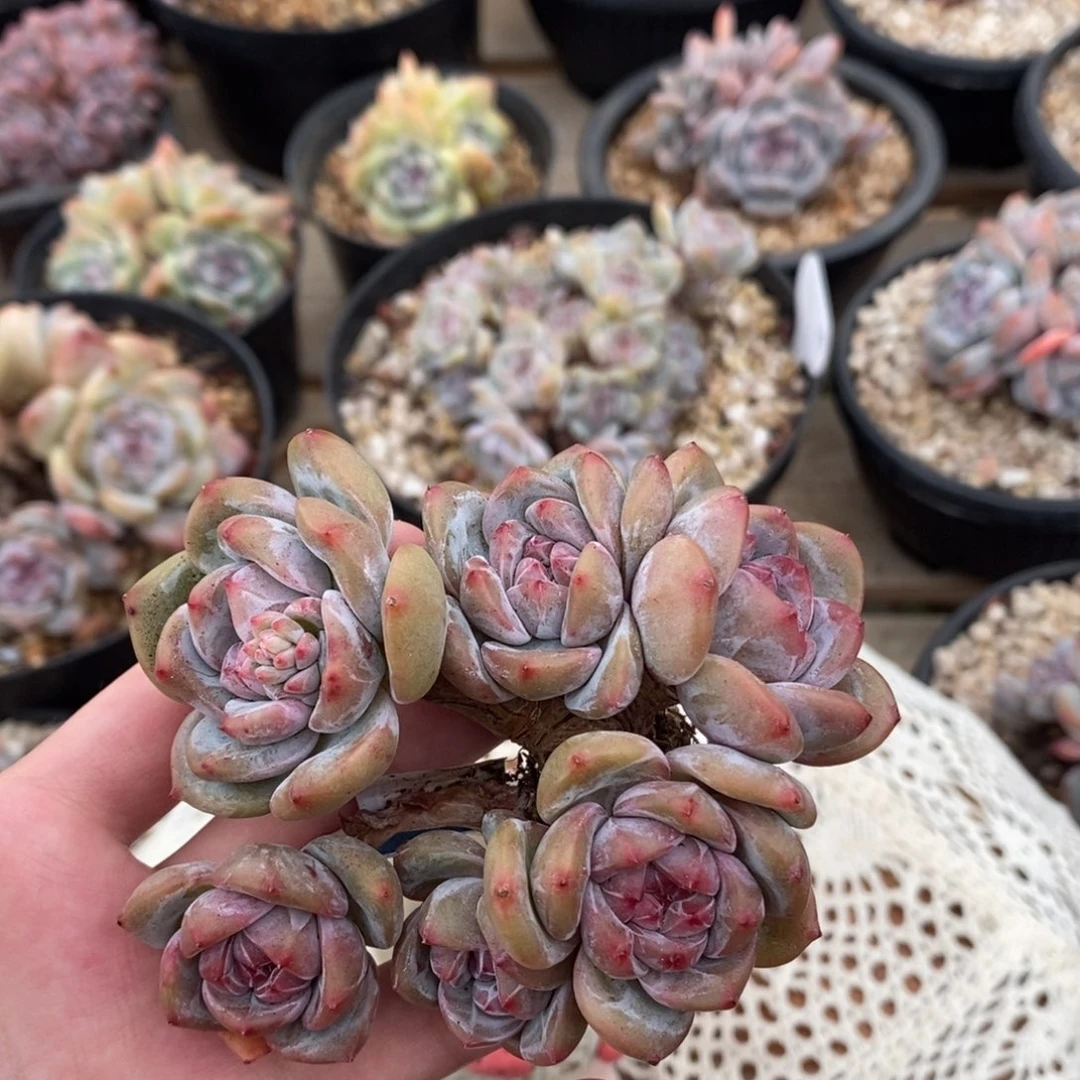 六头脸朝上绿底紫心