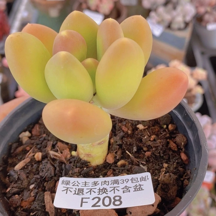 金蝉单头208多肉植物