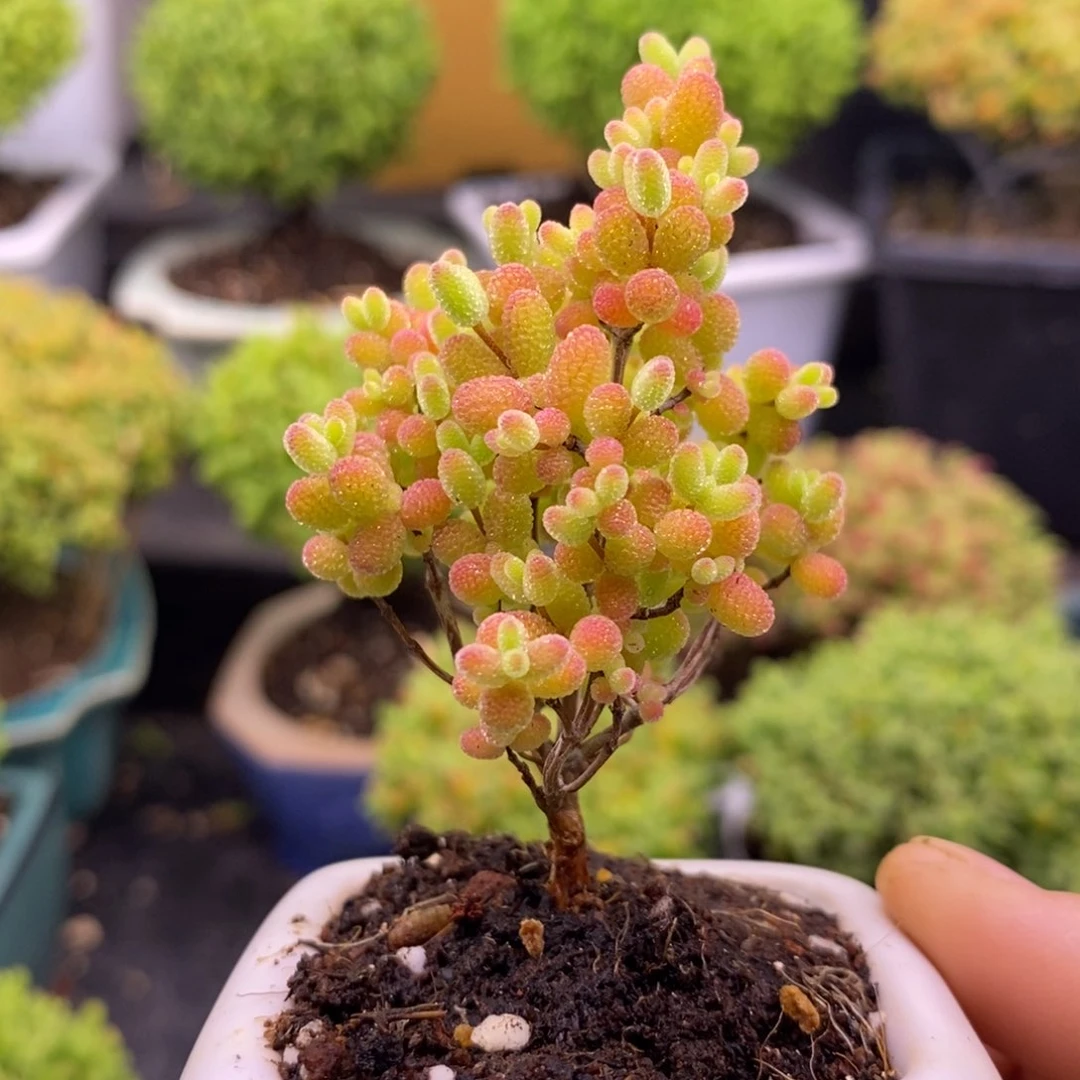 斗****80蜜桔带盆。