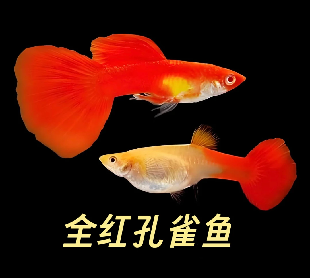 纯种全红孔雀鱼(新手练手鱼)入缸不包损