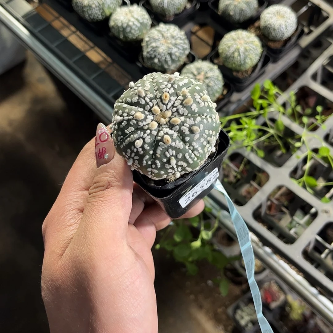 不****，26582一物一拍单头发货