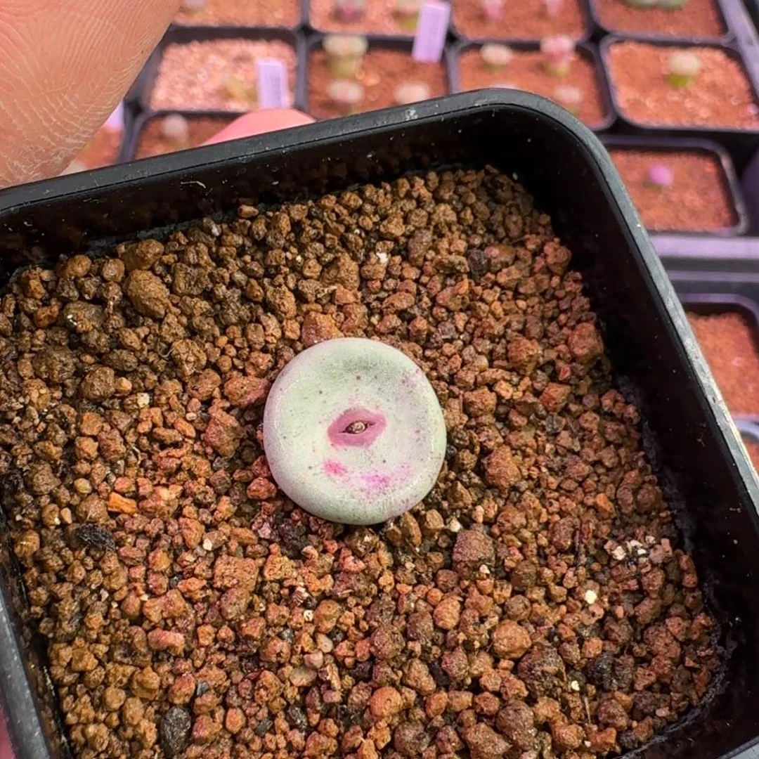 ¿云缦精品番杏24.17 RY1968