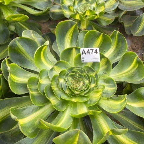 多肉植物暴君单头