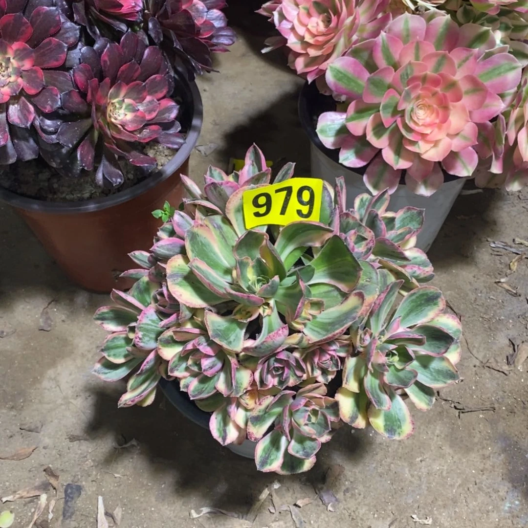 青花瓷多肉法师979