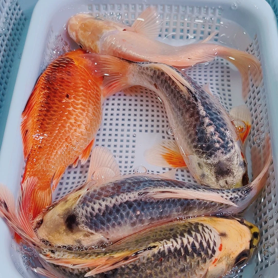 锦鲤锦鲤冷水鱼观赏鱼15件