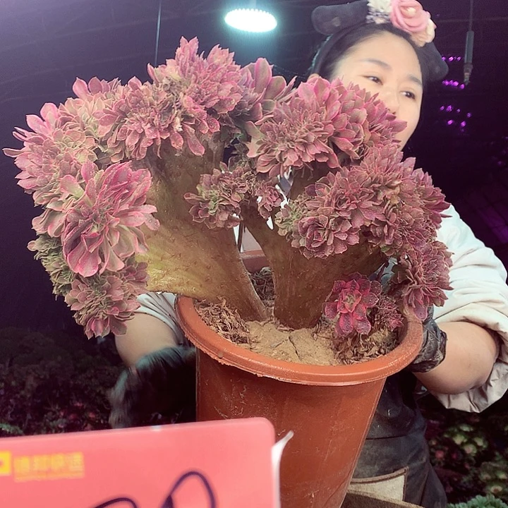 柒柒精品多肉脱土发货不包断侧枝220