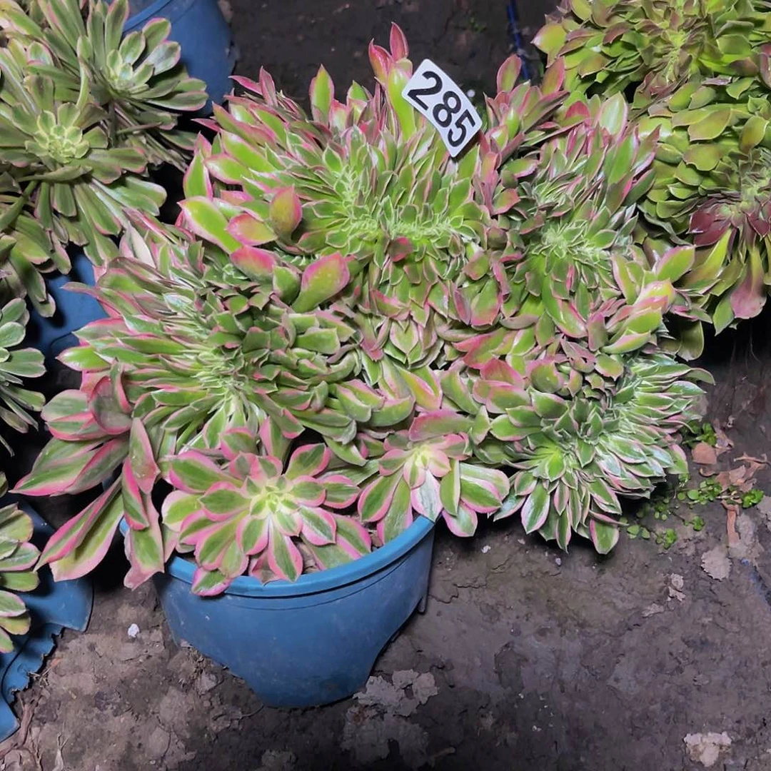 法师法师15-5包邮法师