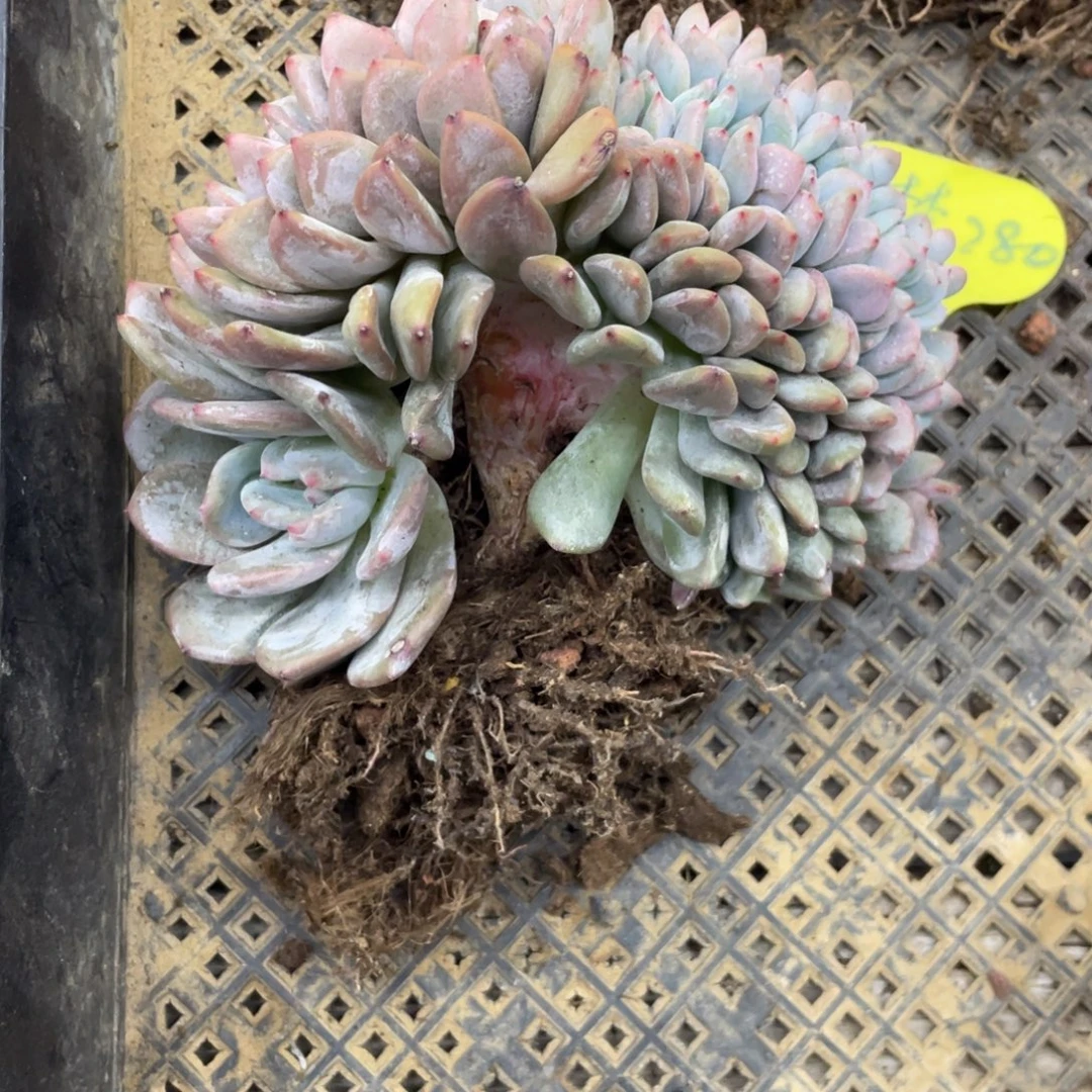 ^****280石榴子星影缀化尾款10