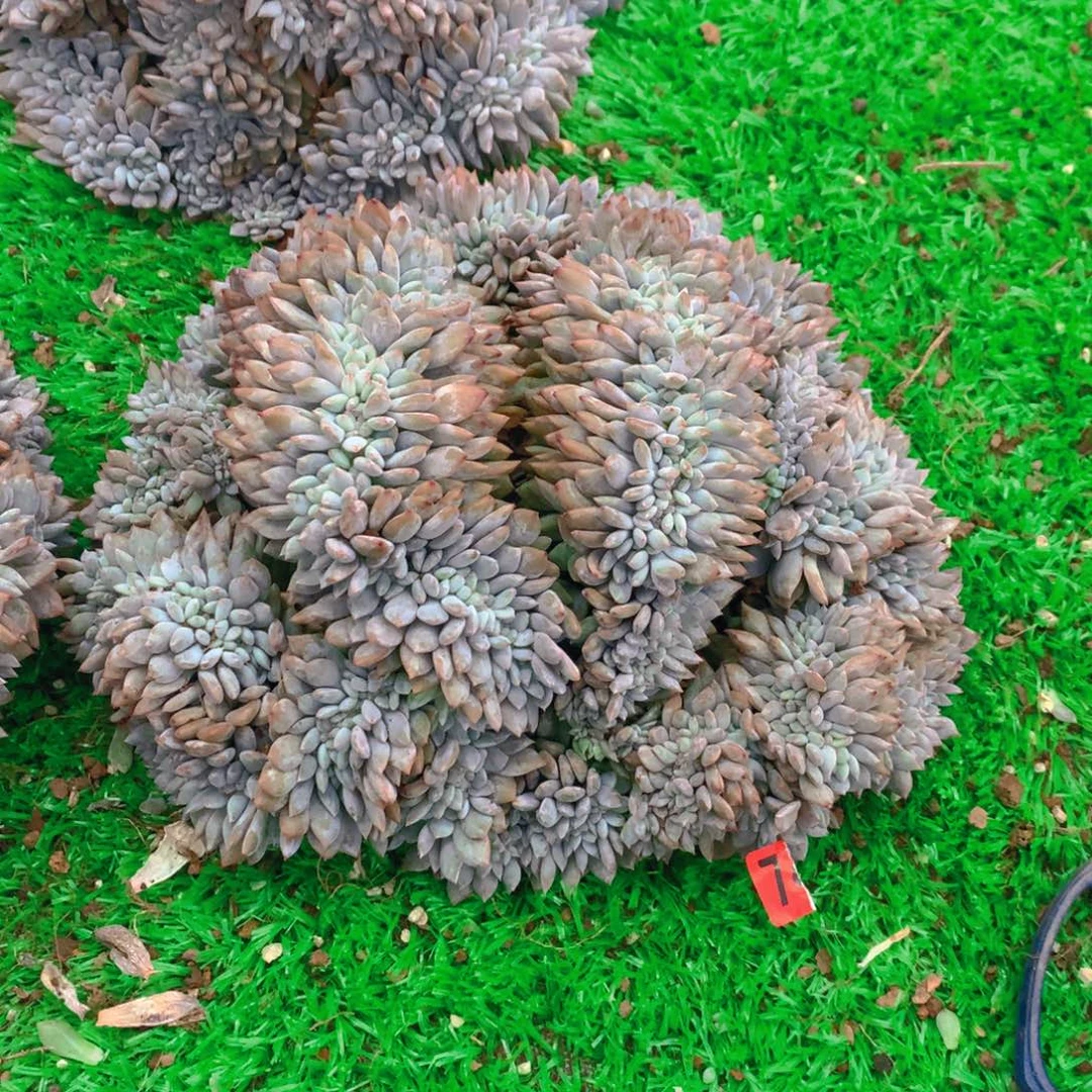 7橙子111111111111111