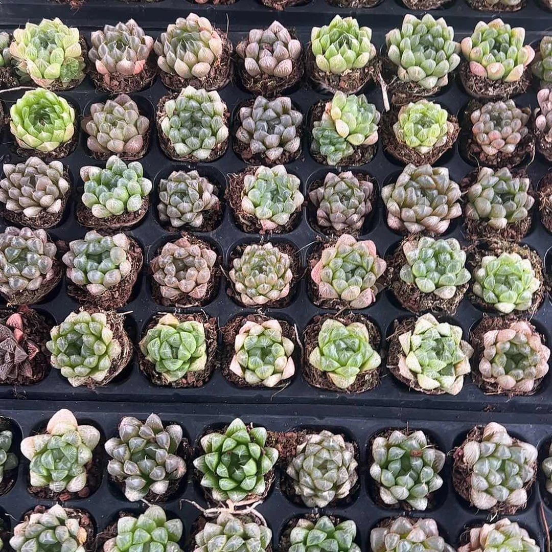 50孔玉露20颗瑕疵不售后量拍