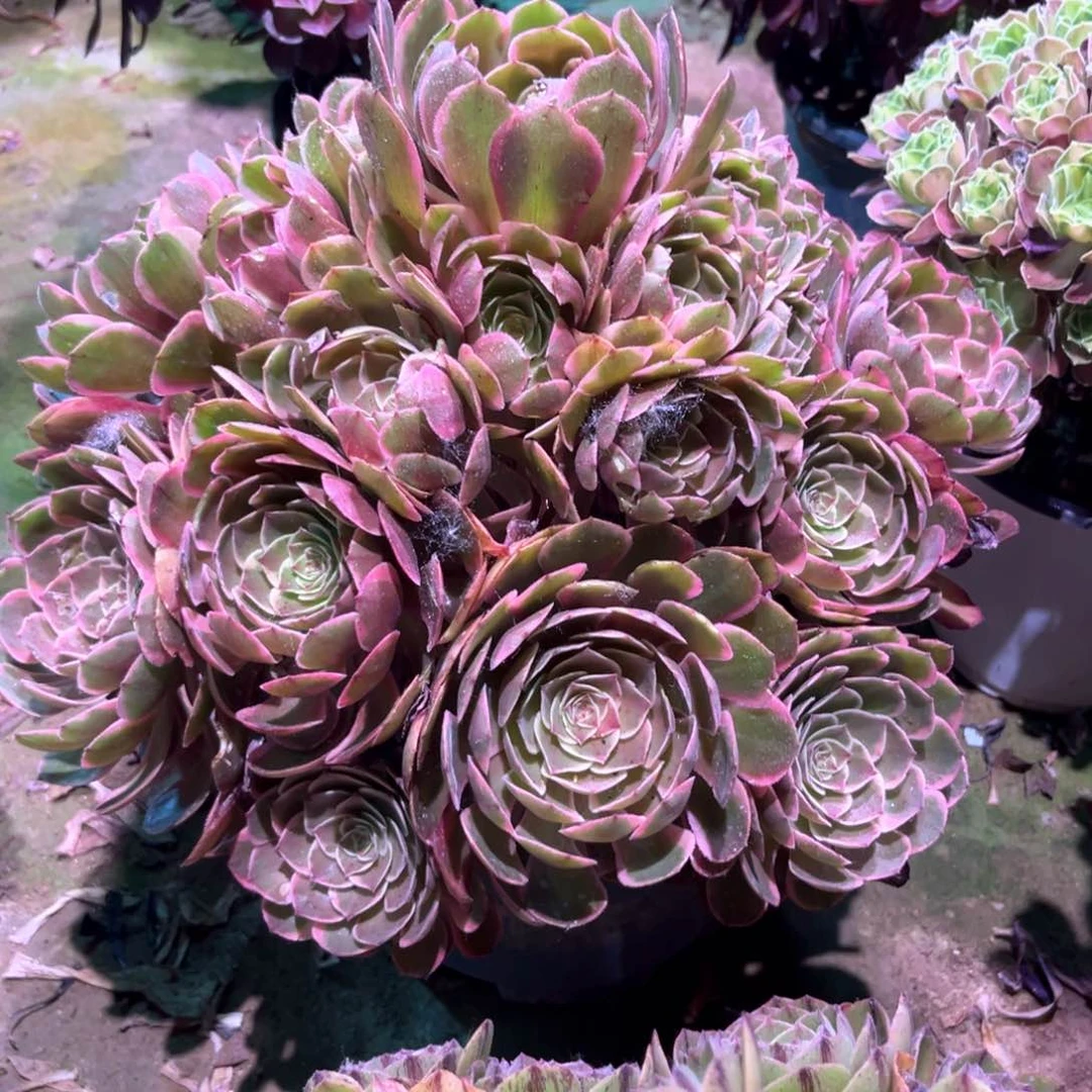 无花朵多肉植物粉花妖725