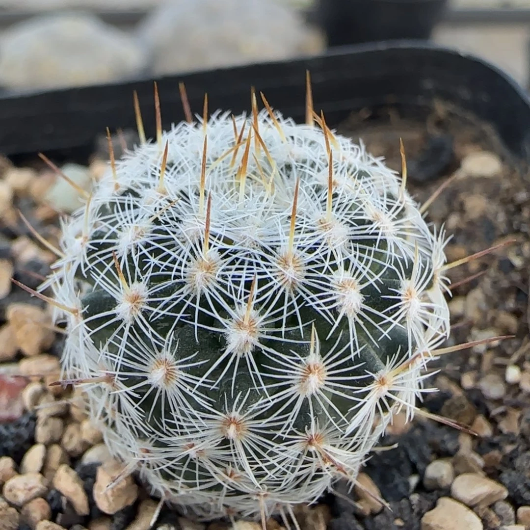 021实生北境多肉2.1厘米