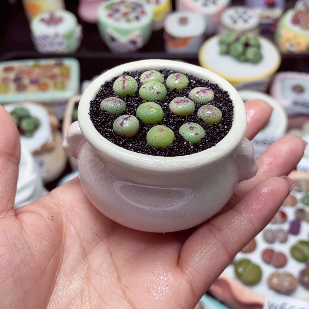 w6675 -零下地区拍保温箱-15支持寄养