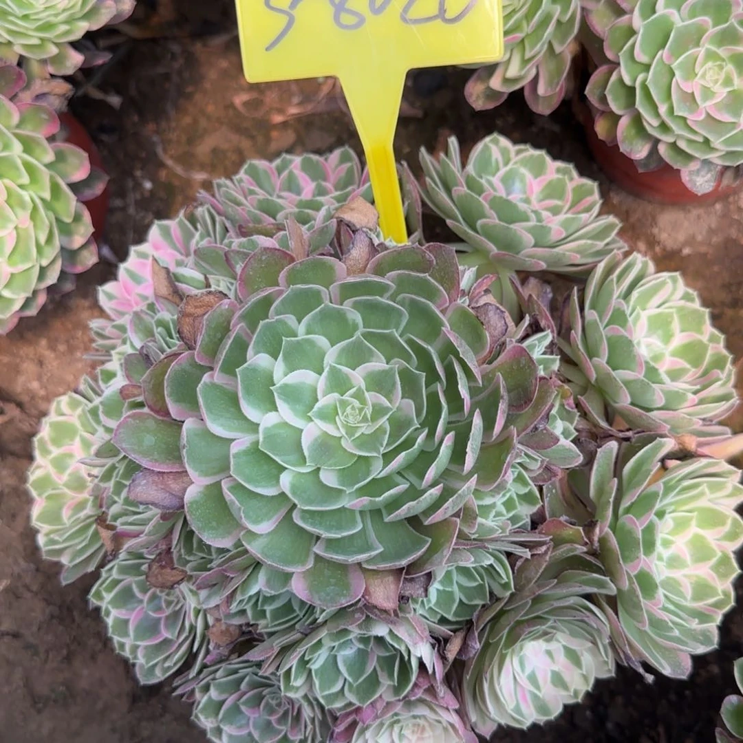 开***喵3-8026---多头多肉植物