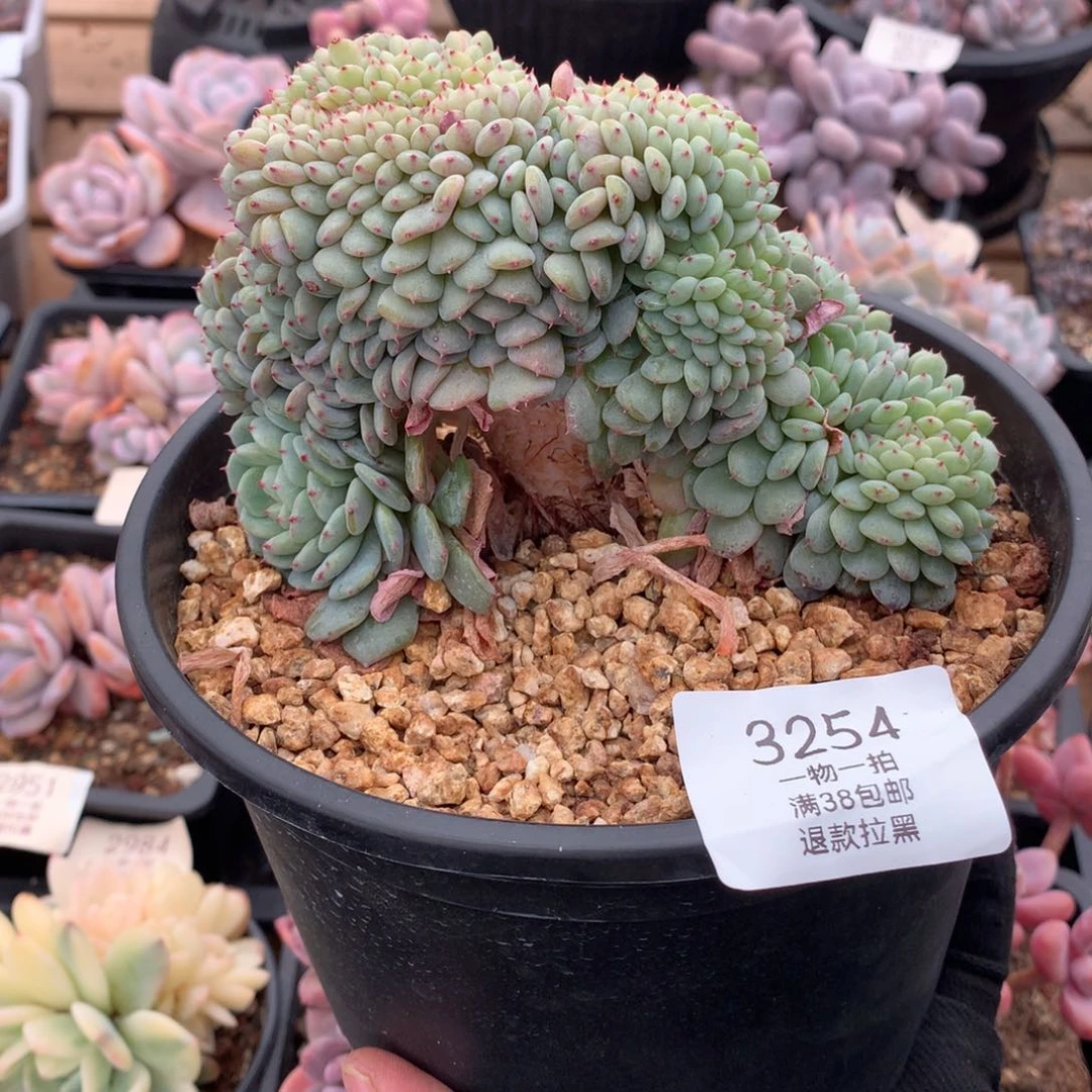 13厘米小树白胖子缀3254