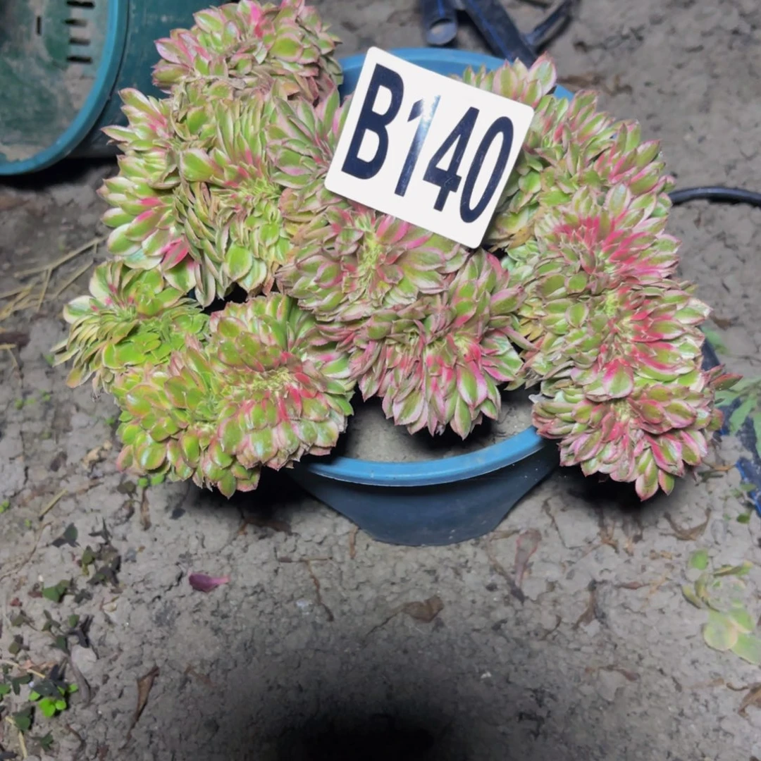 荔枝法师28////47包邮