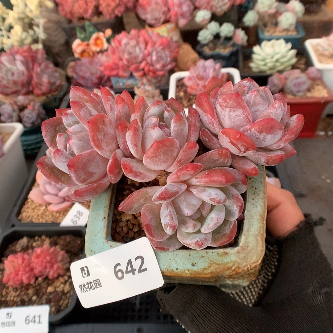 642雪天使多肉植物66666