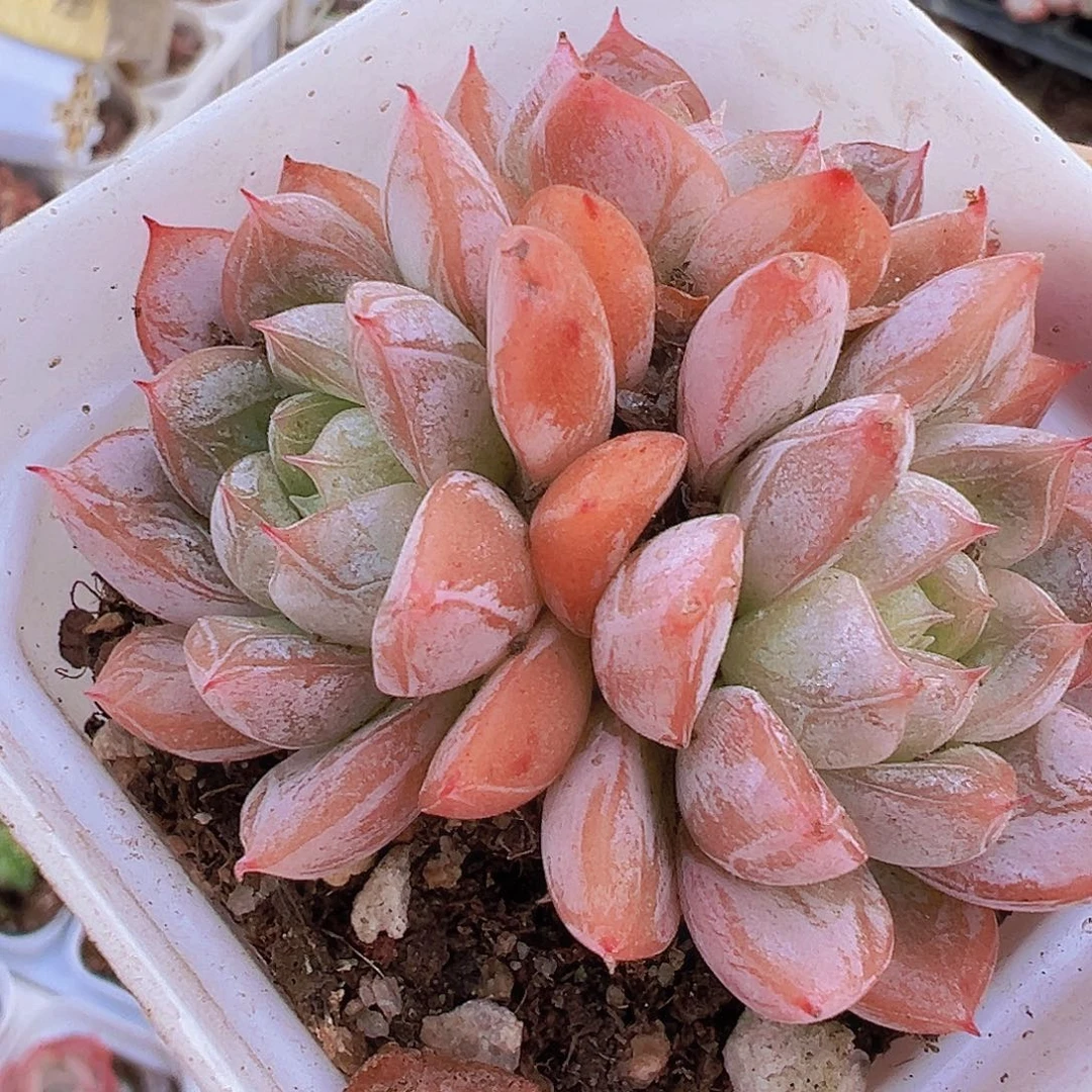 百搭翡翠群19包邮