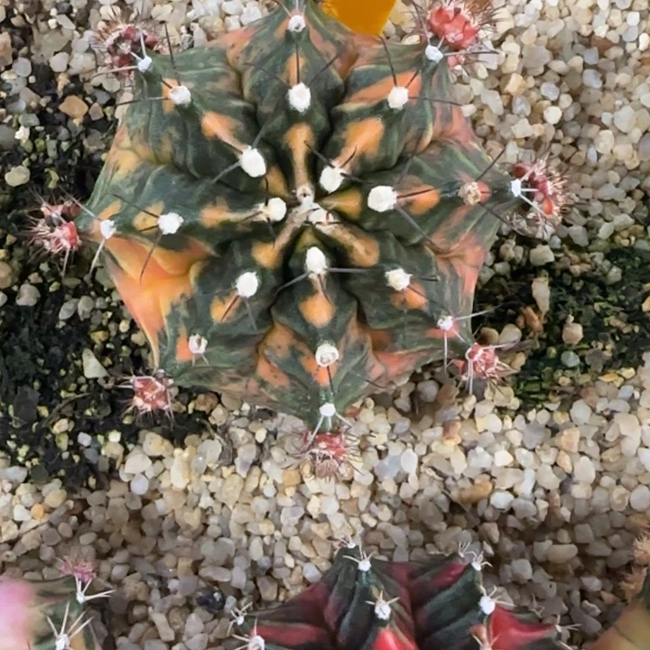 32-1230泰国发货多肉