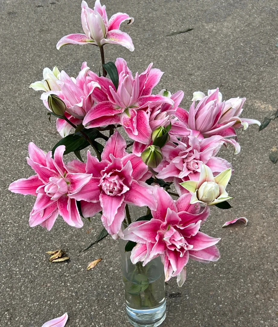 【源头优选】伊莎贝拉重瓣百合 云南直发鲜花家居水养插花鲜切花
