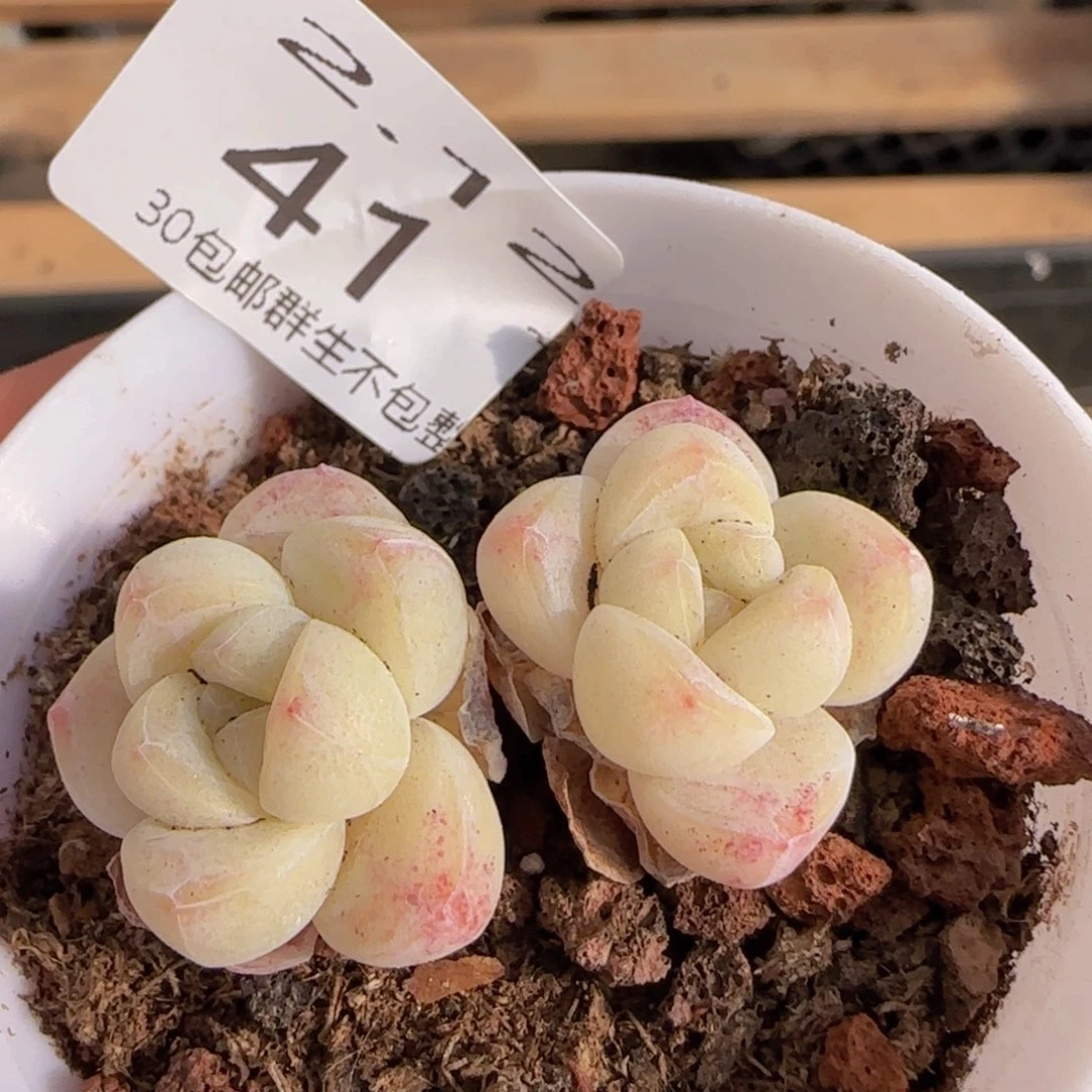 冰玉双头小脸老桩一颗