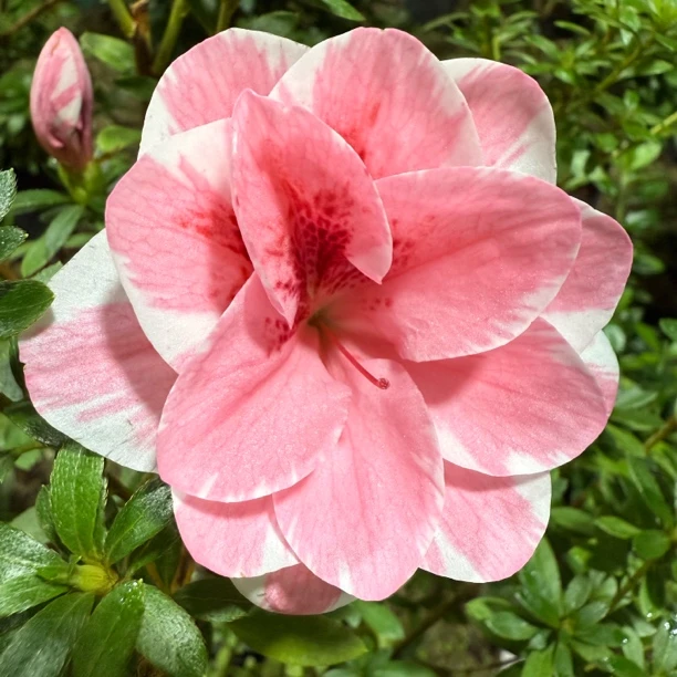 【彩町】稀缺皋月舞小町一类杜鹃花杜鹃耐寒耐热室内外盆栽