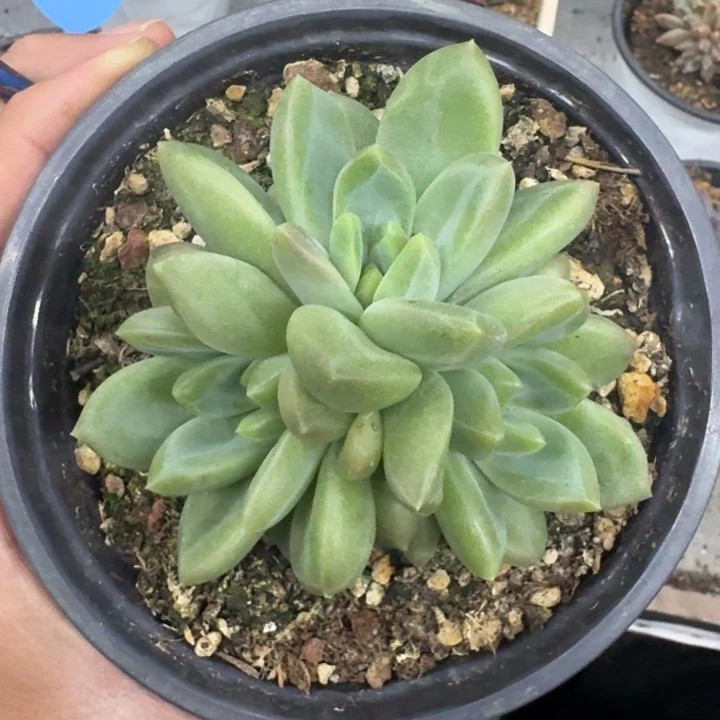 美人杂交 一物一拍