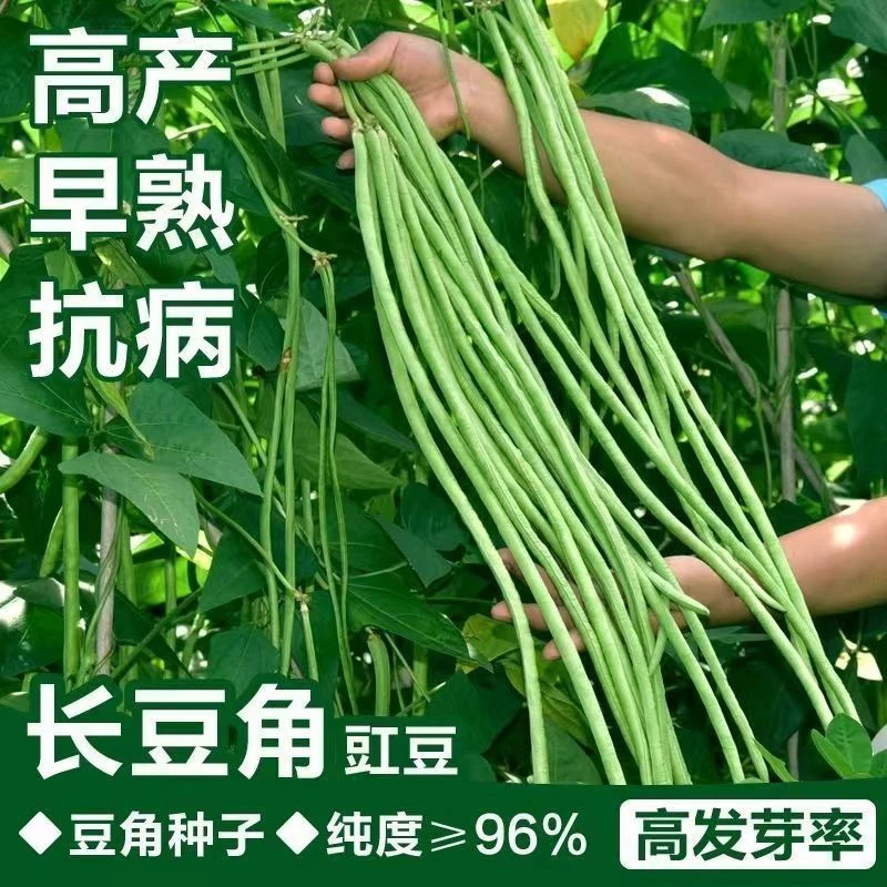 特长干枝梅豆角蔬菜摘不败豇豆种子特高产肉厚长翠绿豆角种包邮