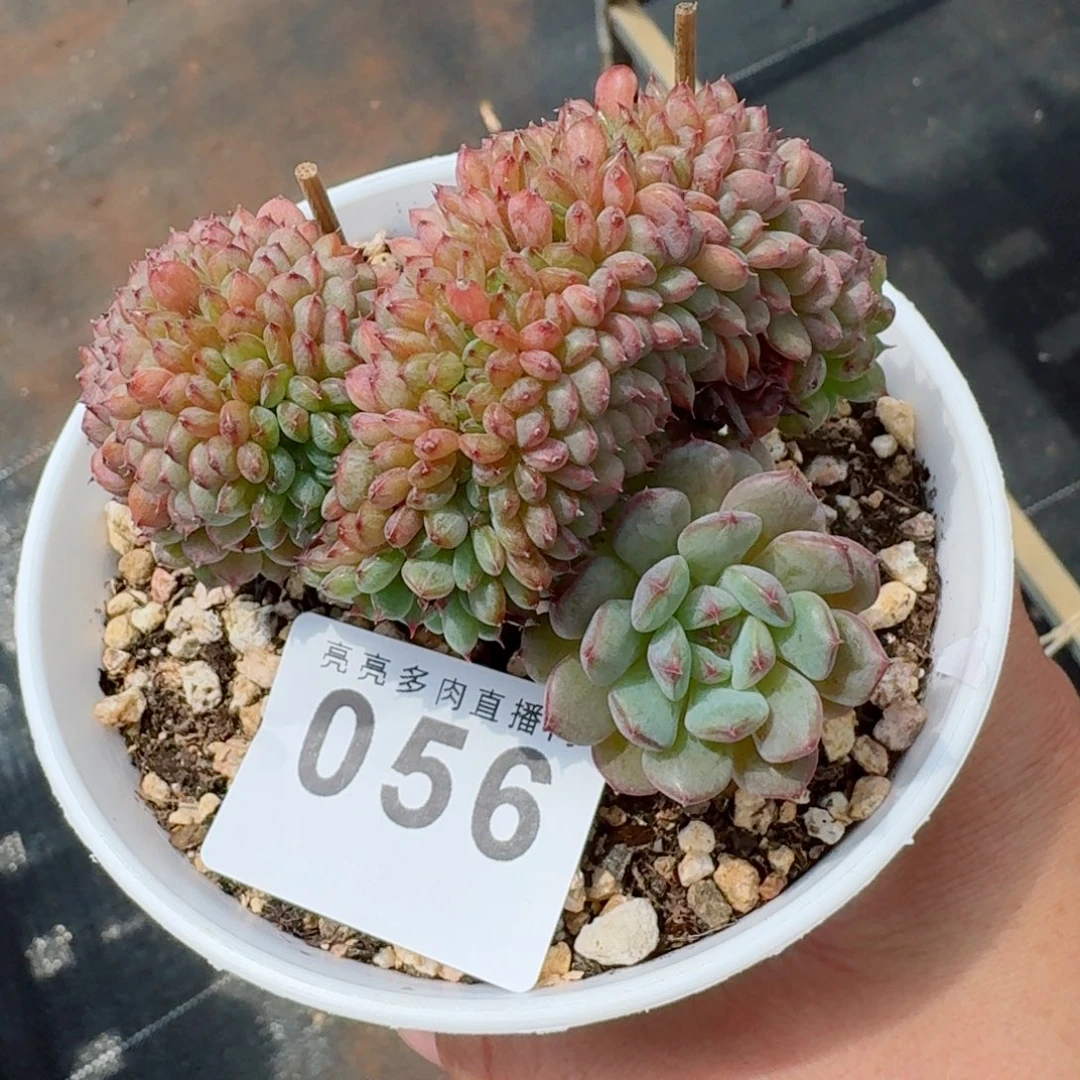 白胖子缀化            精美多肉植物