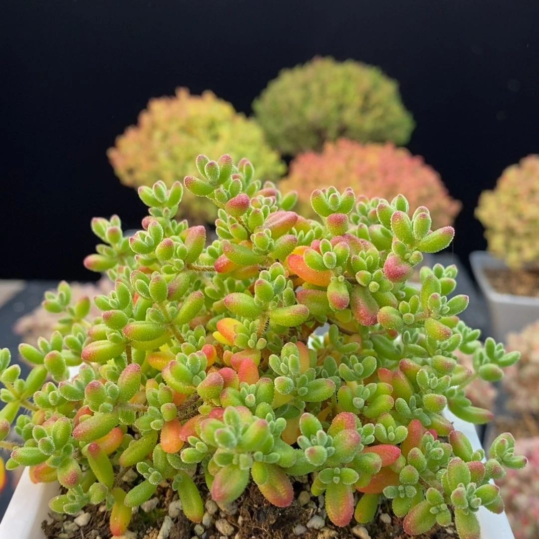 779红宝石，10厘米盆