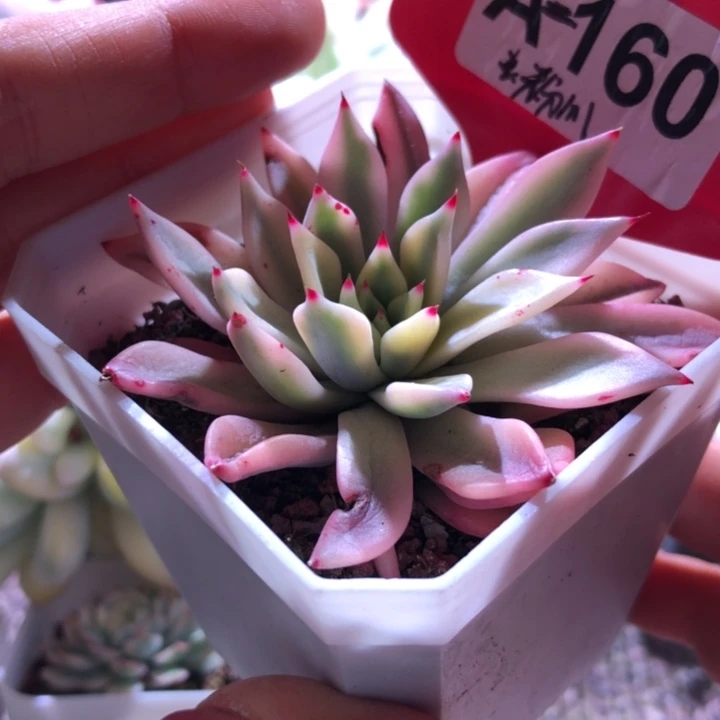 福利粉爪覆轮锦有根