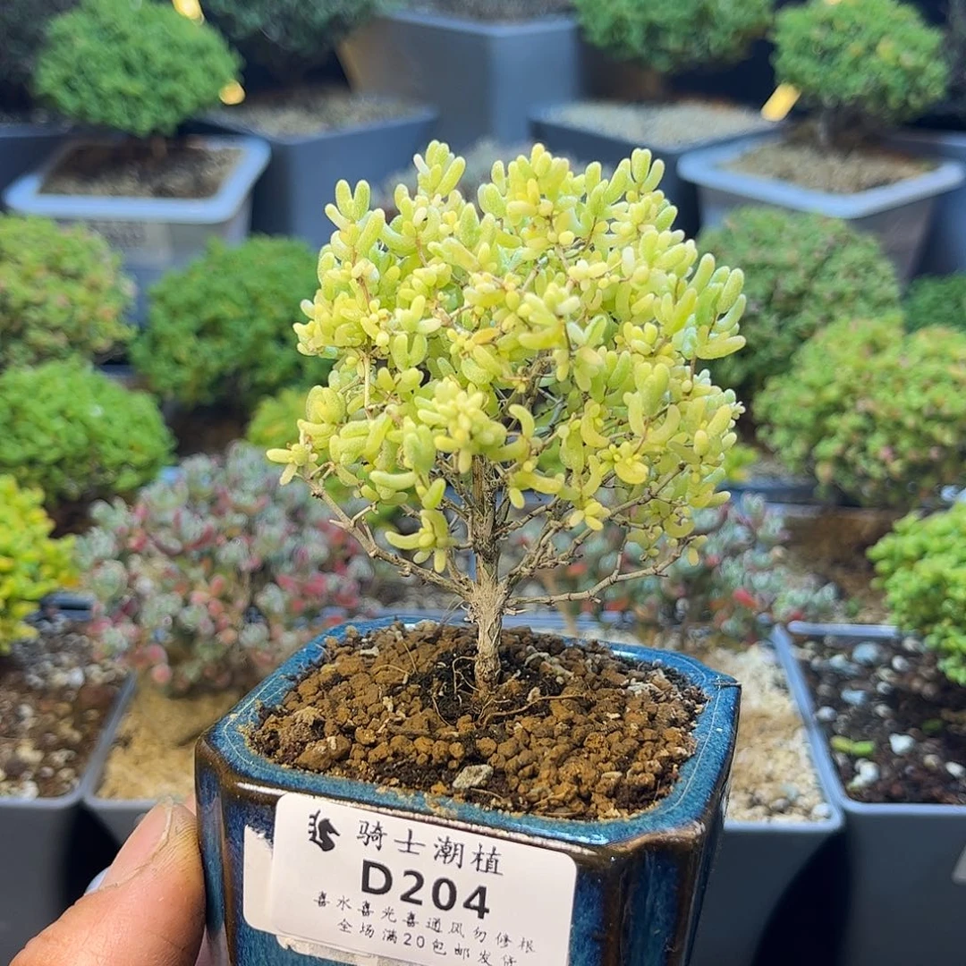204米粒锦枝干番杏