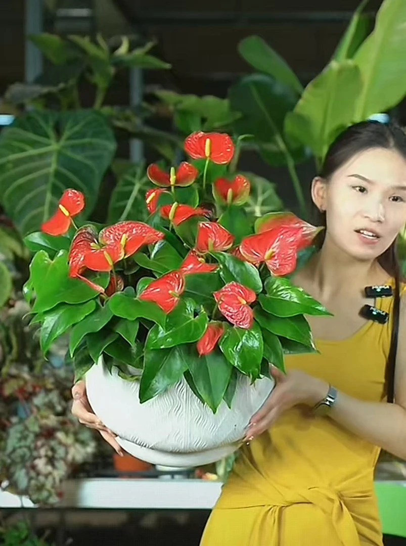 红掌，室内养护绿植，寓意特别好，特别好养  不带陶瓷盆