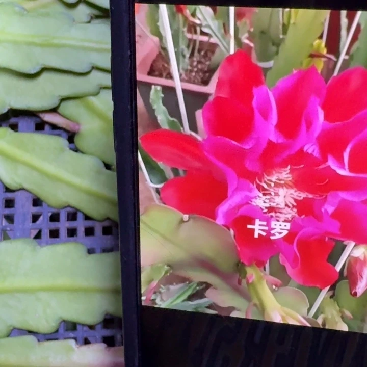 242令箭卡罗6公分左右无根侧牙，20包邮