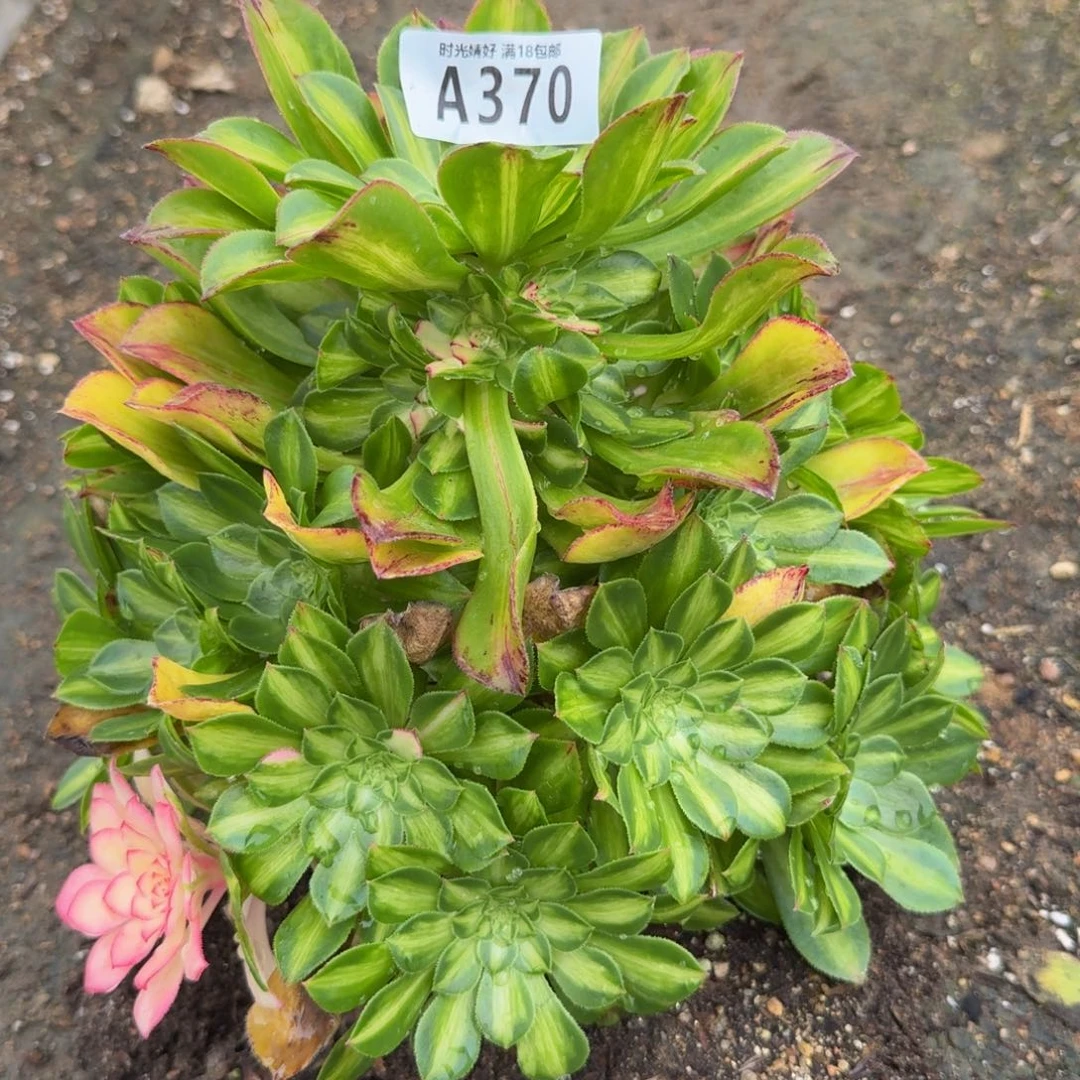 370知否。多肉植物