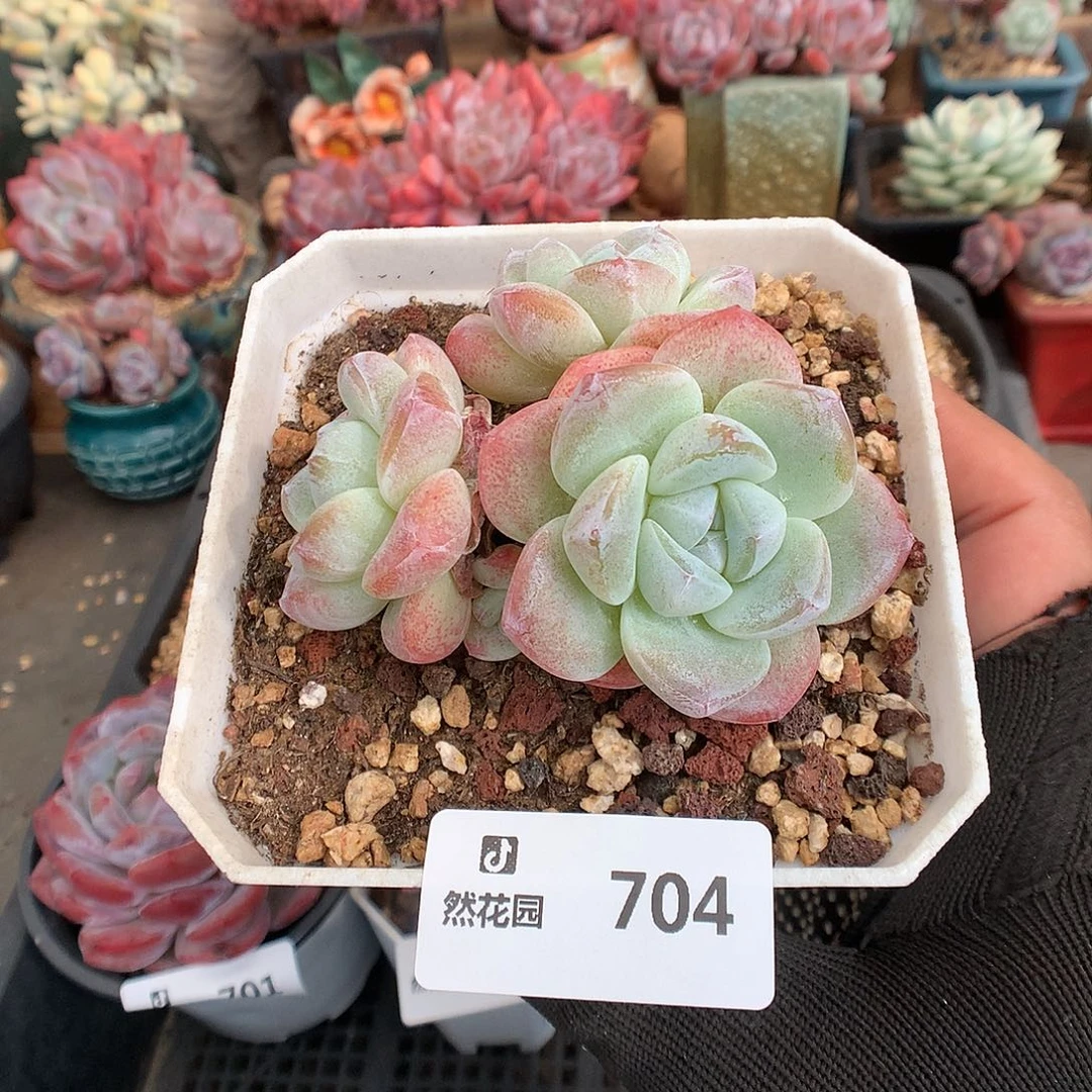 704冰玉多肉植物66666