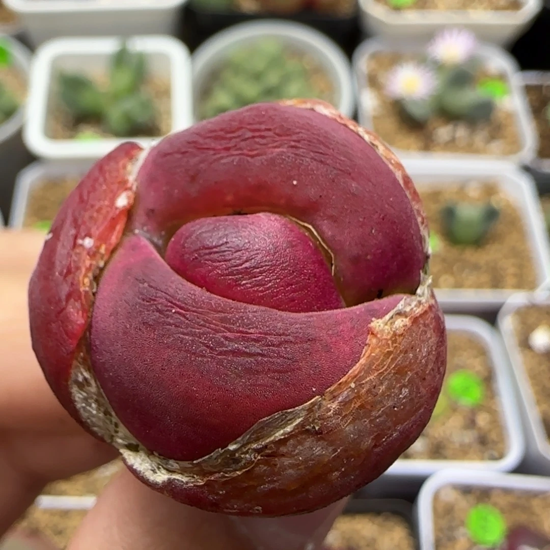 畸形2.8（多肉植物487