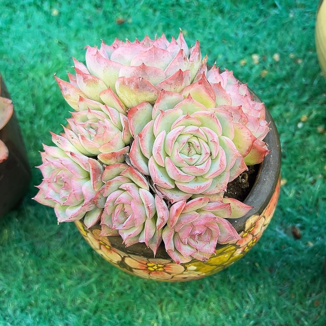 侧影，，，，，，，，，，，，，，