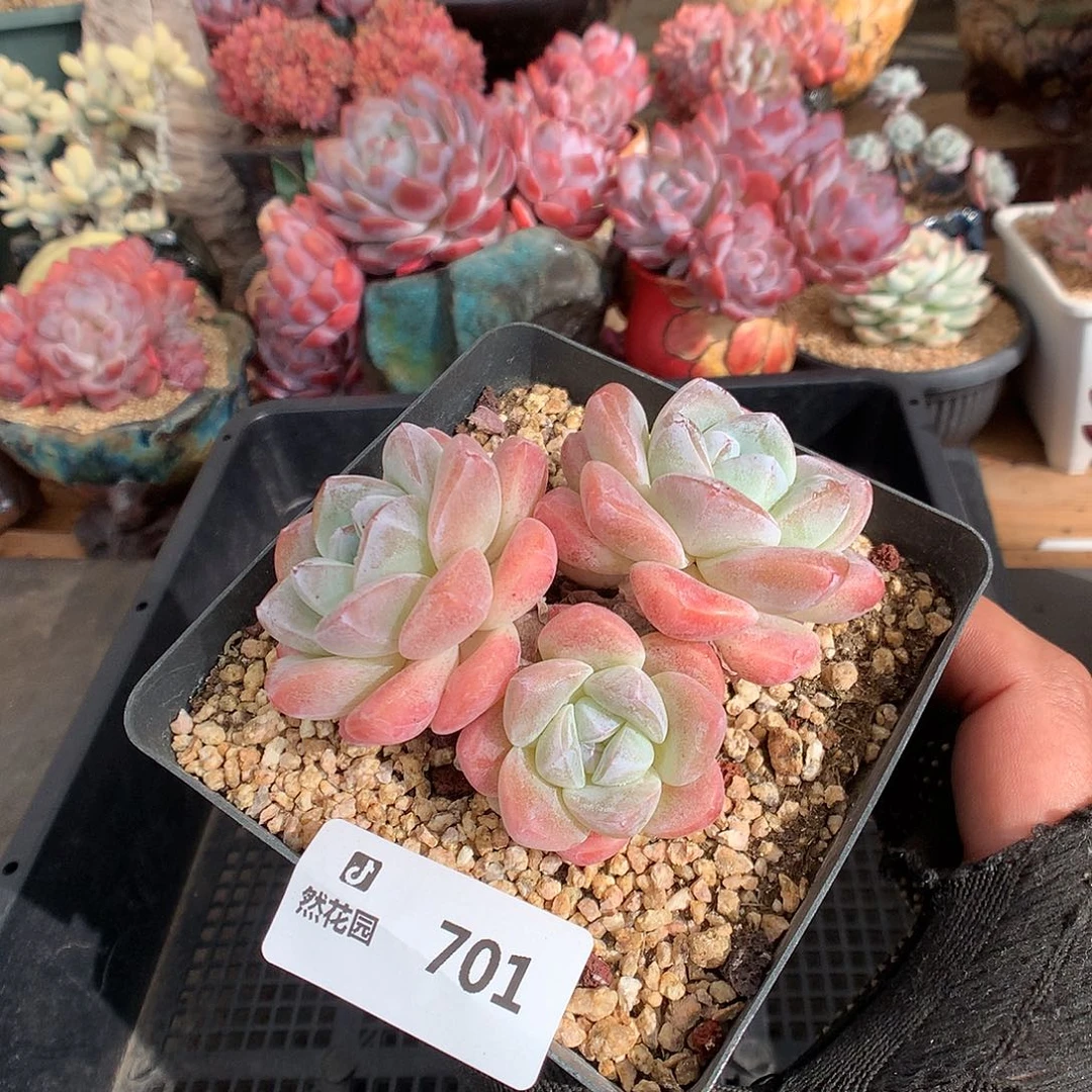 701冰玉多肉植物6666