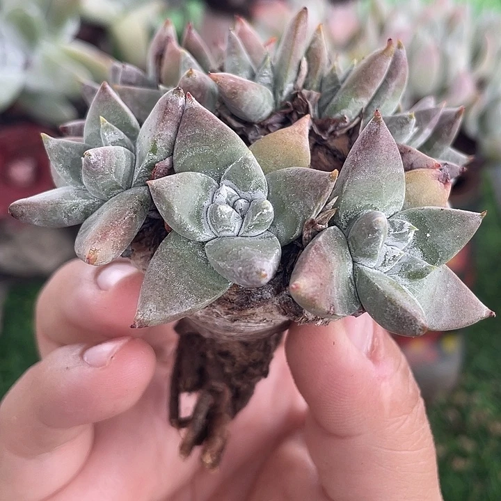 苹果叶老桩杂交粗桩