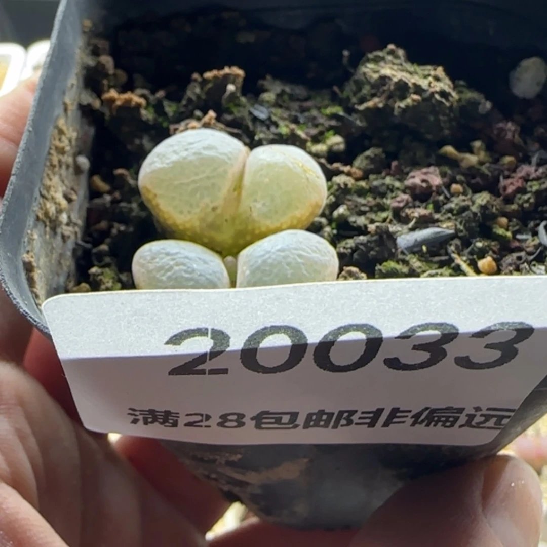 【闪购商品】糖**头20033