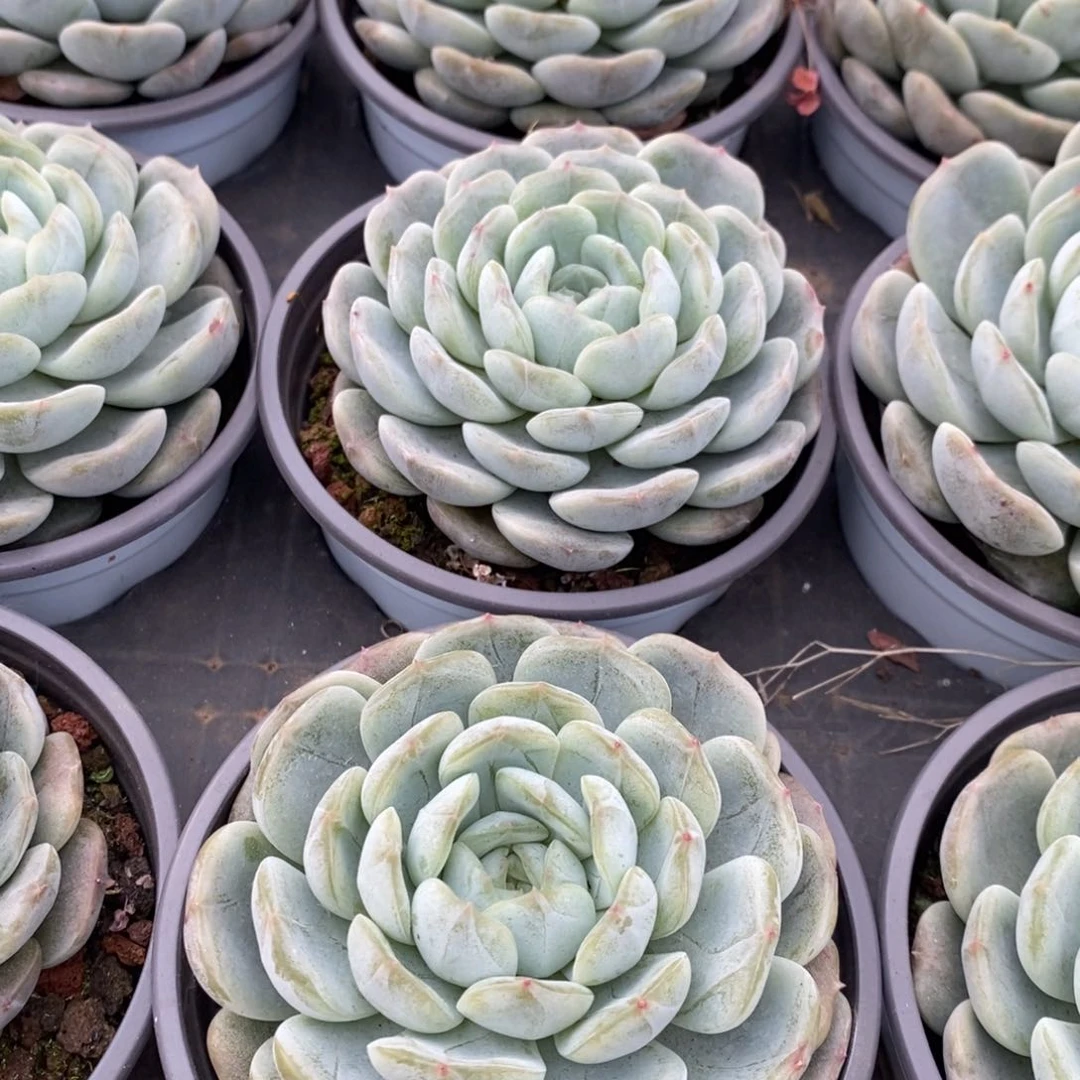 23。大白恋。单头。