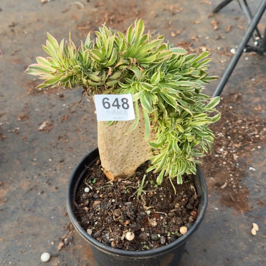 648夕颜缀化多肉植物满28包邮