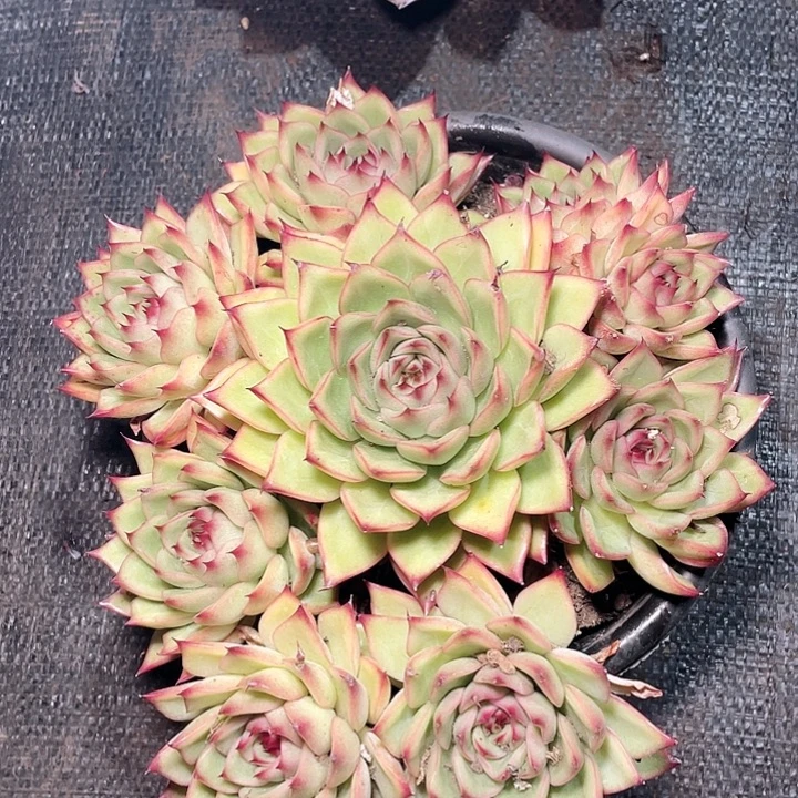 无花朵大群生老桩冬云杂