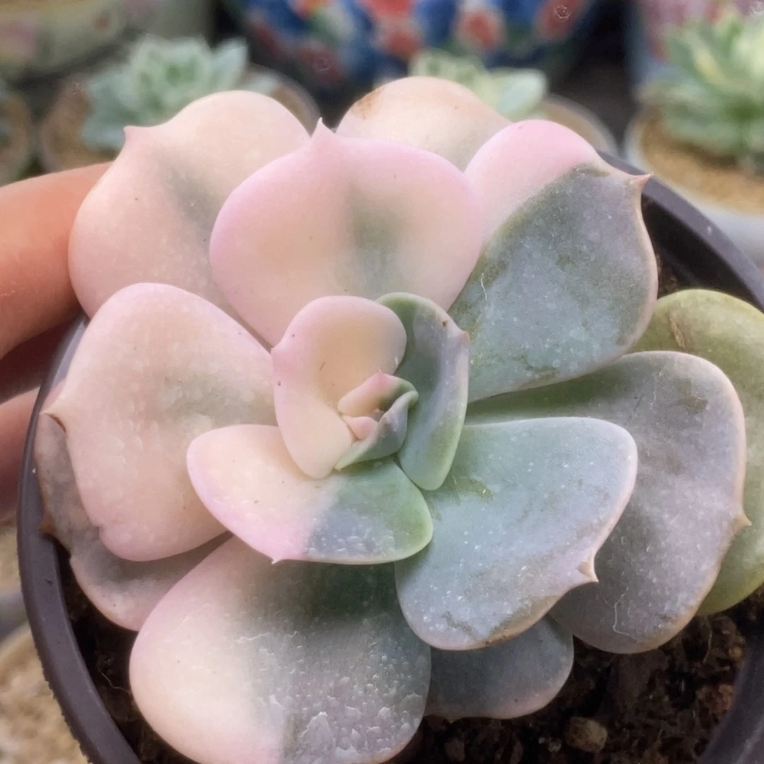 095双子座锦锦锦锦锦锦锦