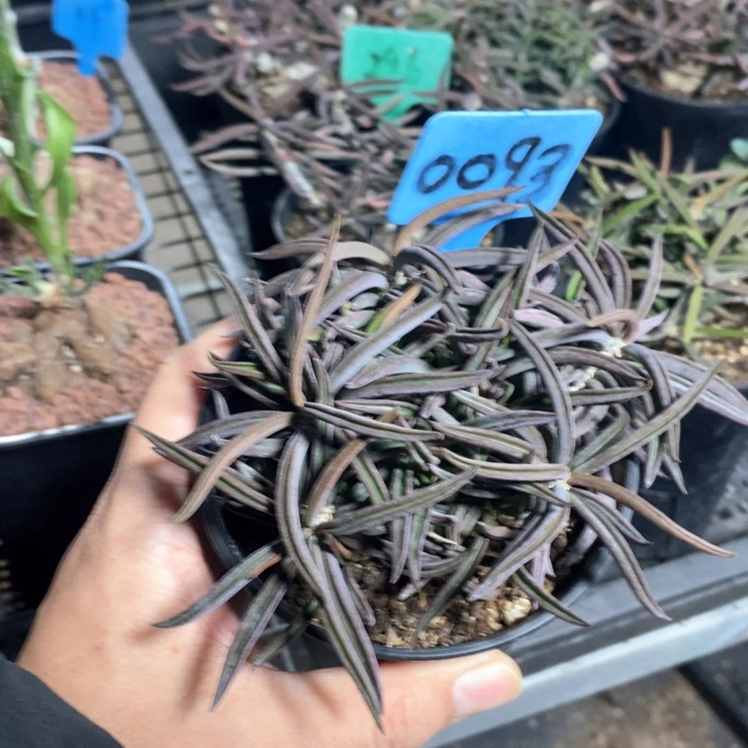 筒叶麒麟多肉植物