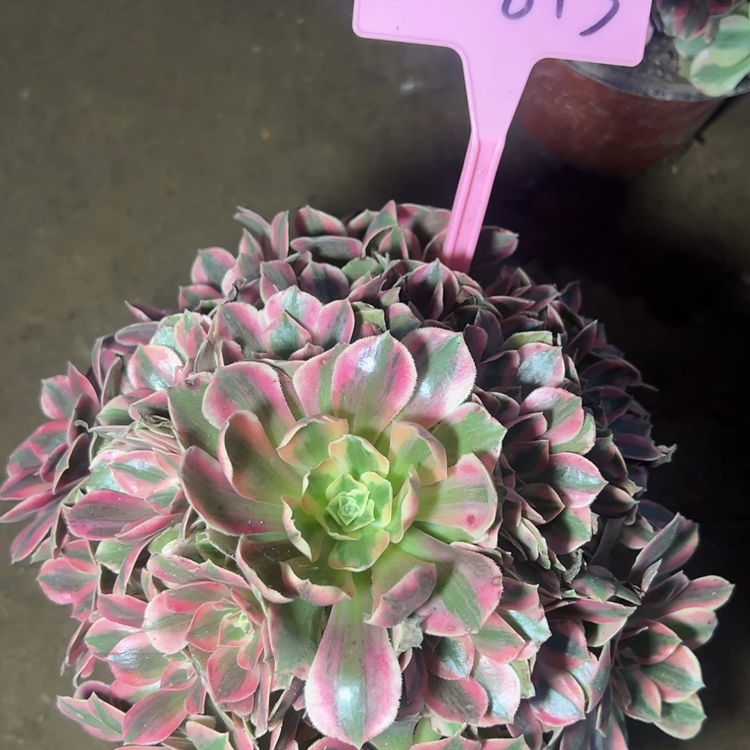 4-843粉花妖多肉法师