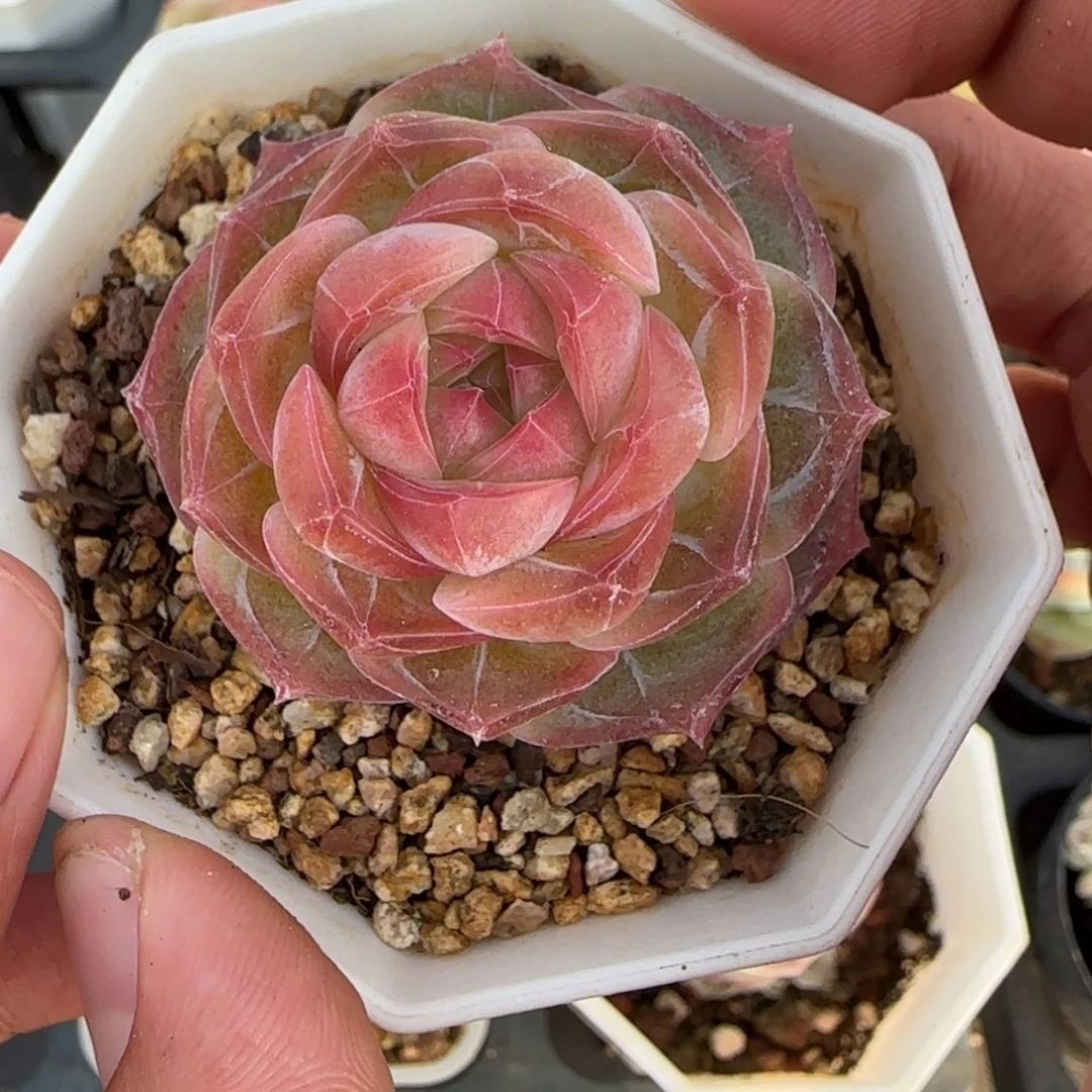 一物一拍麦秆珍妮05086