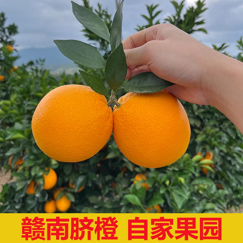 自家果园正宗赣南脐橙新鲜水果赣州产地直发手剥应季橙子甜橙整箱